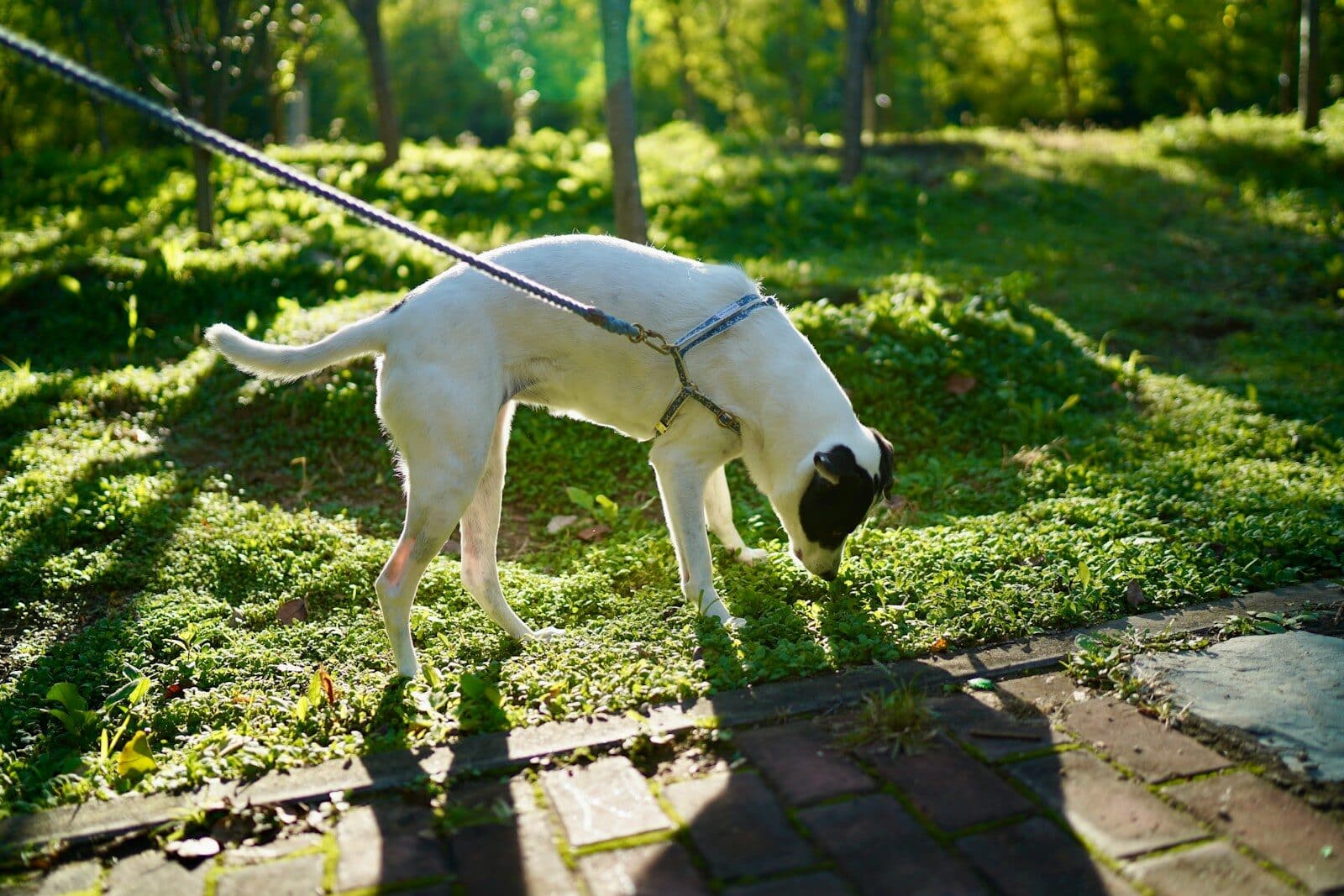 A white dog sniffing grass on a leash.