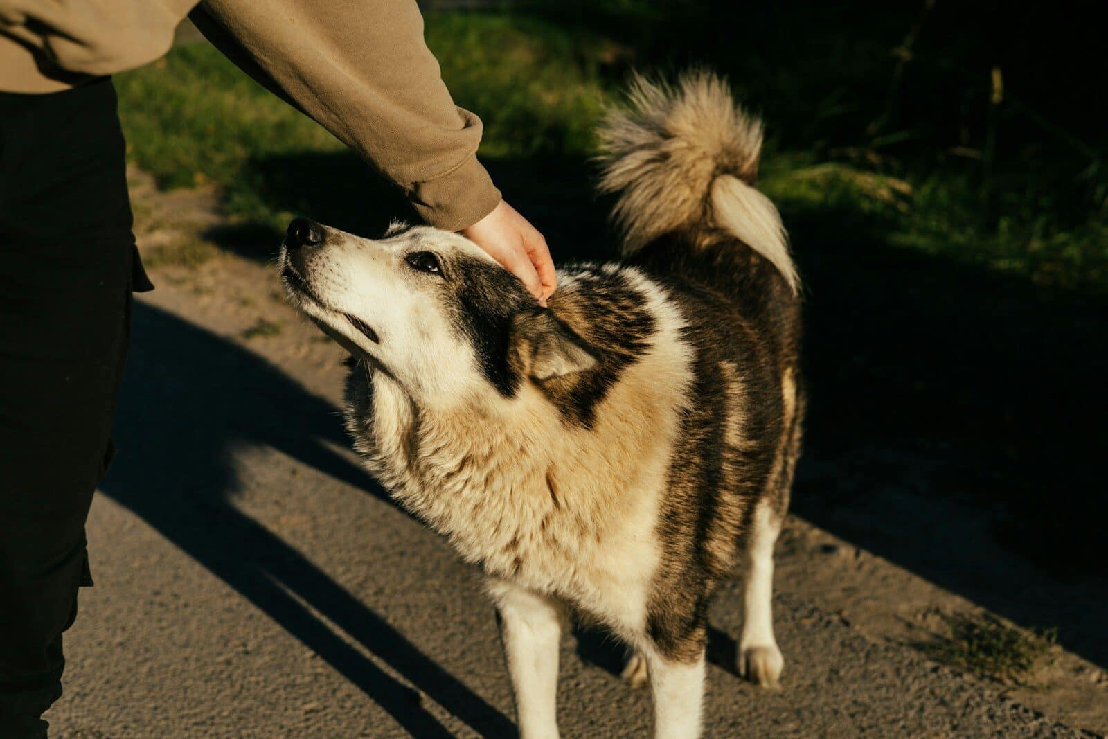 A person petting a fluffy dog outdoors