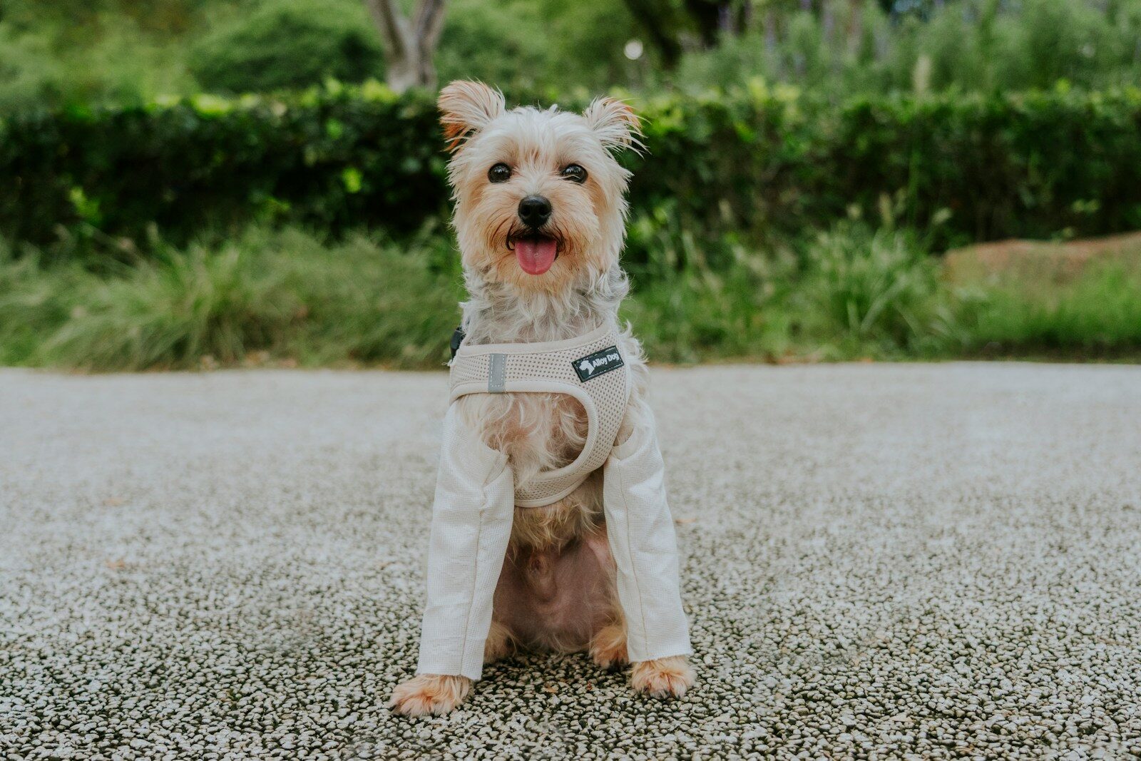 A small dog wearing a light-colored jacket