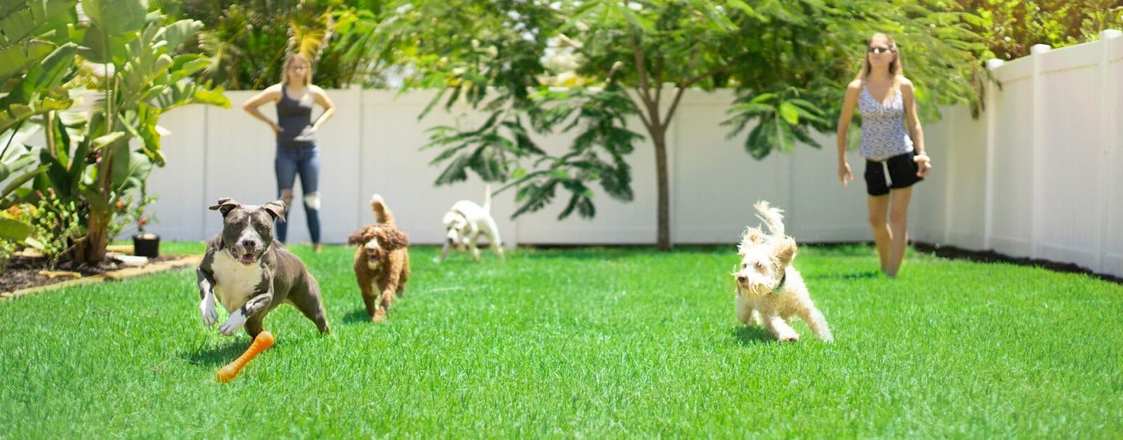 white and brown dogs on green grass field during daytime