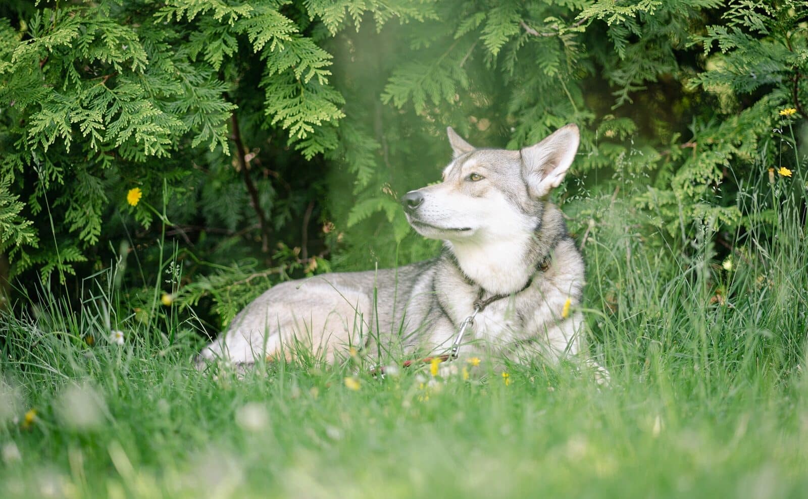 a dog lying in the grass