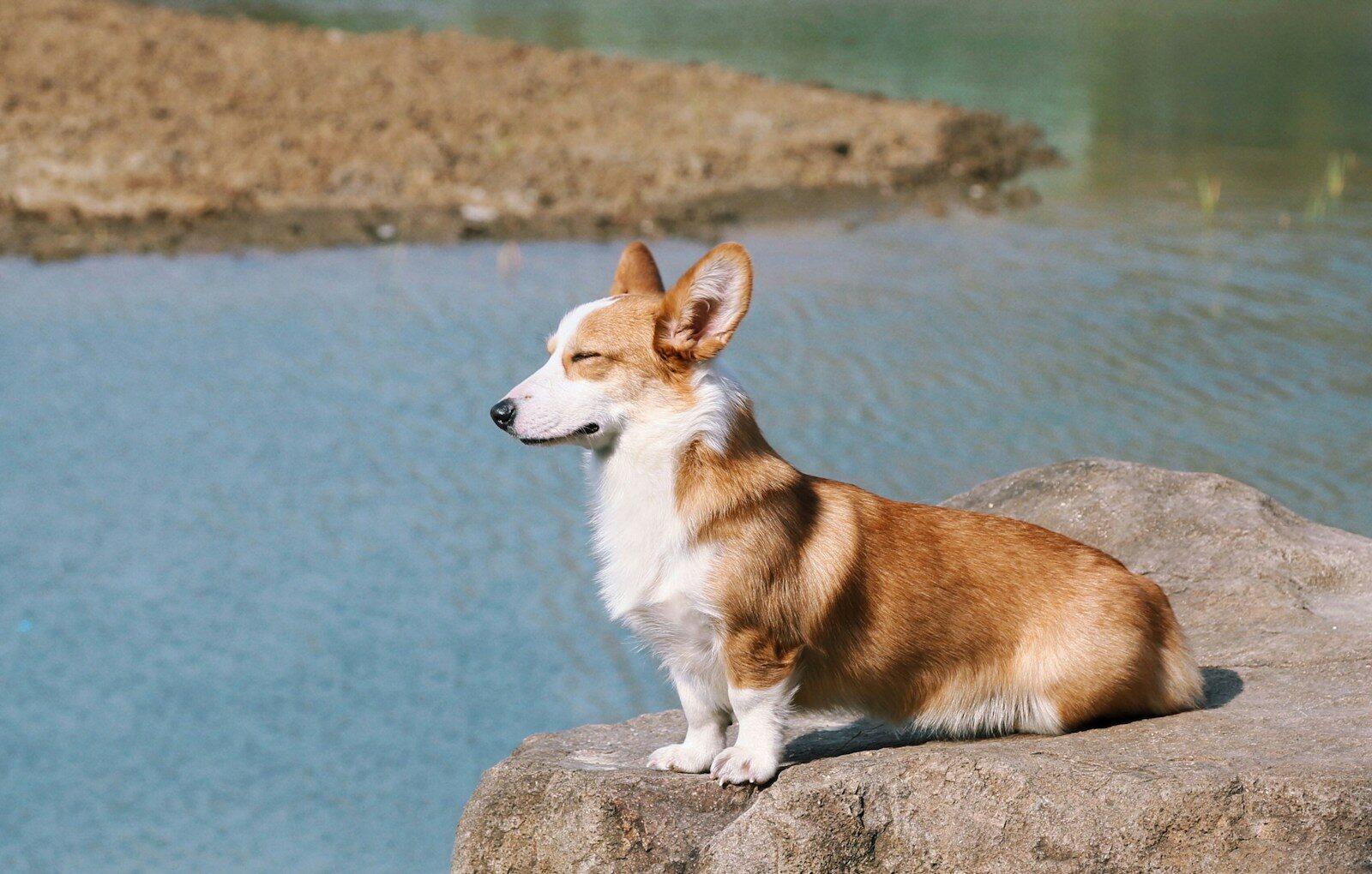brown and white corgi on brown rock