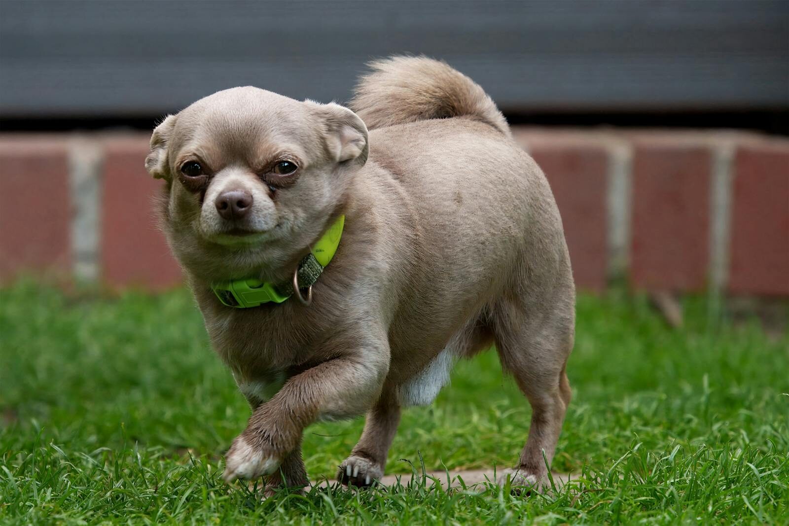 small dog breeds