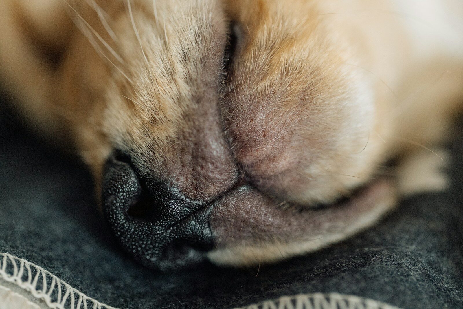 canine acne