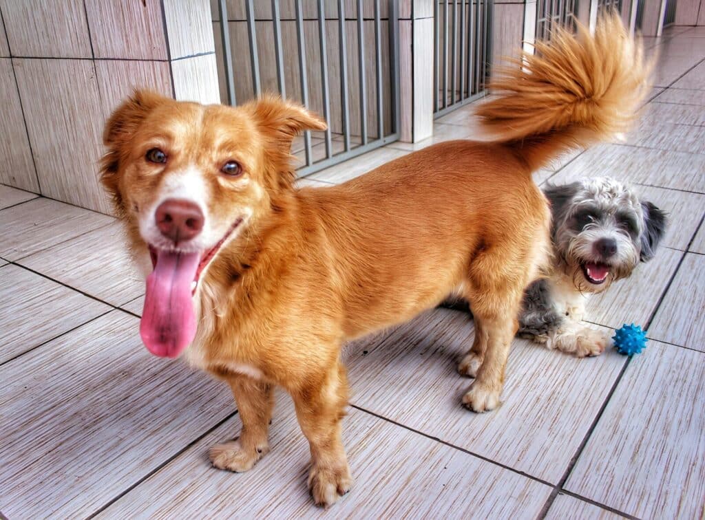 Two dogs standing next to each other on a tile floor