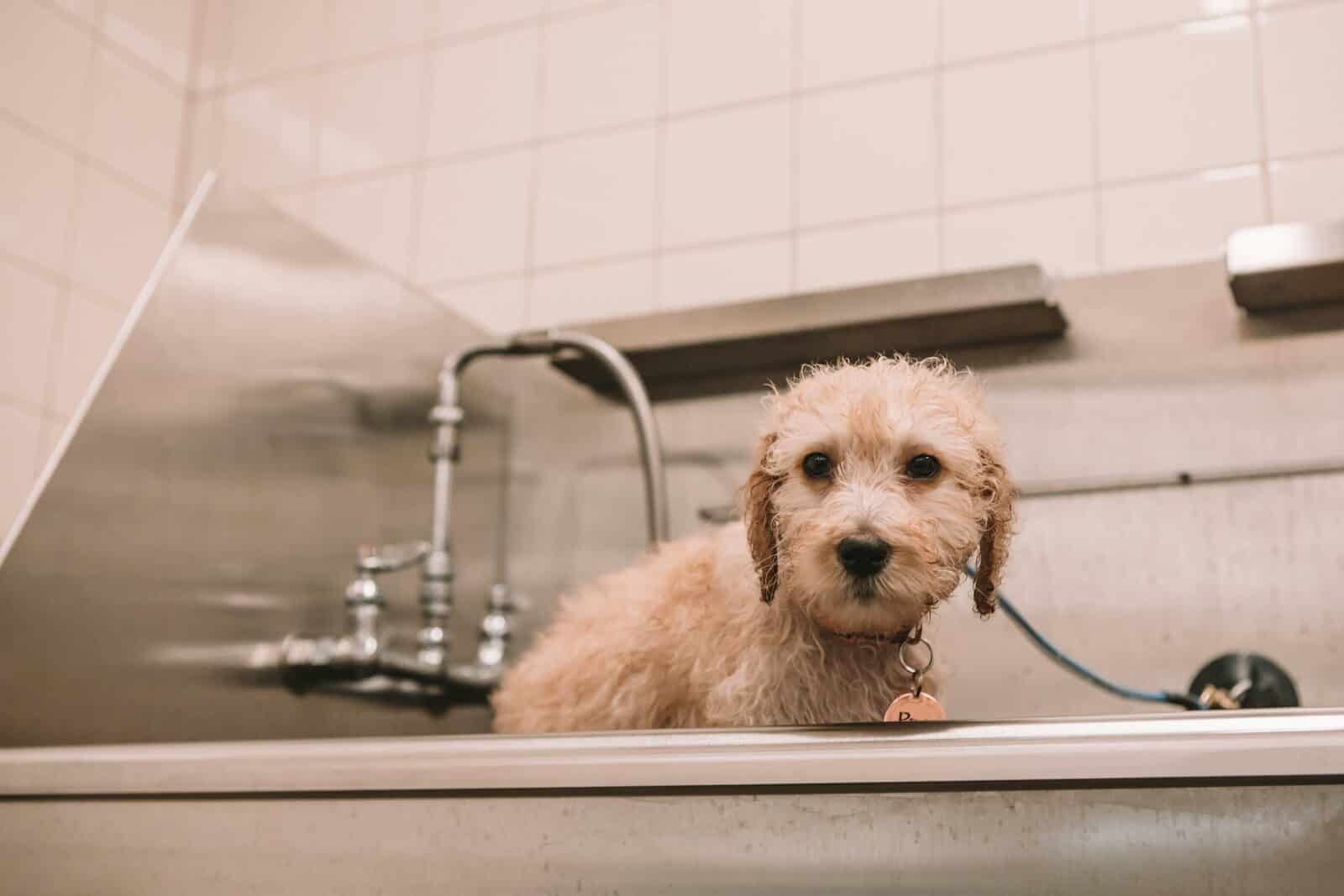medium-coated brown dog Dog Bath in Alexandria Virginia for a Cleaner, Happier Dog