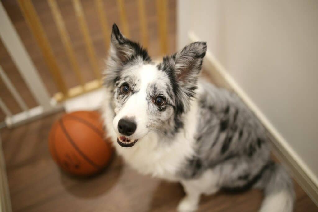 white and black dog sitting on floor beside baskteball ball