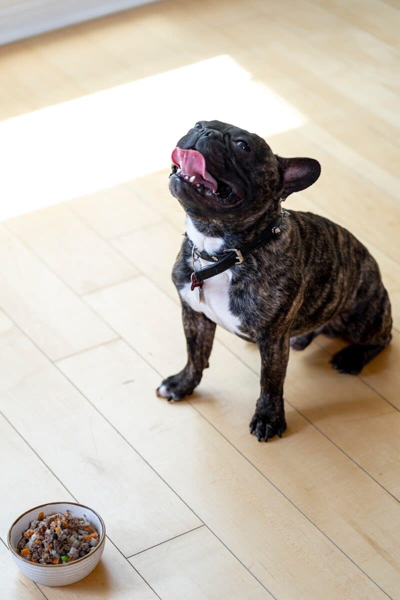 dog food with high protein