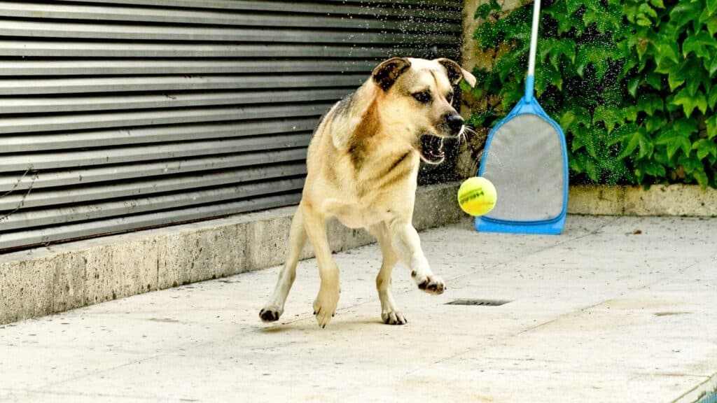 a dog running with a tennis ball in its mouth