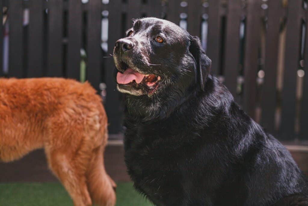 a large black dog standing next to a brown dog