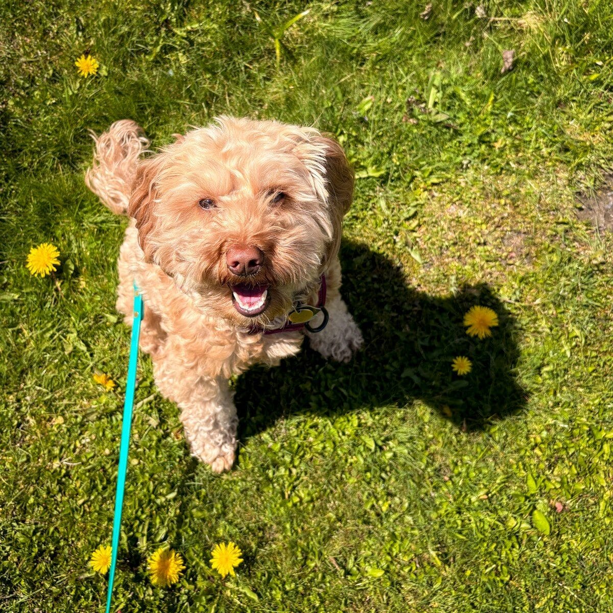 A happy dog sits on a grassy lawn with dandelions.
