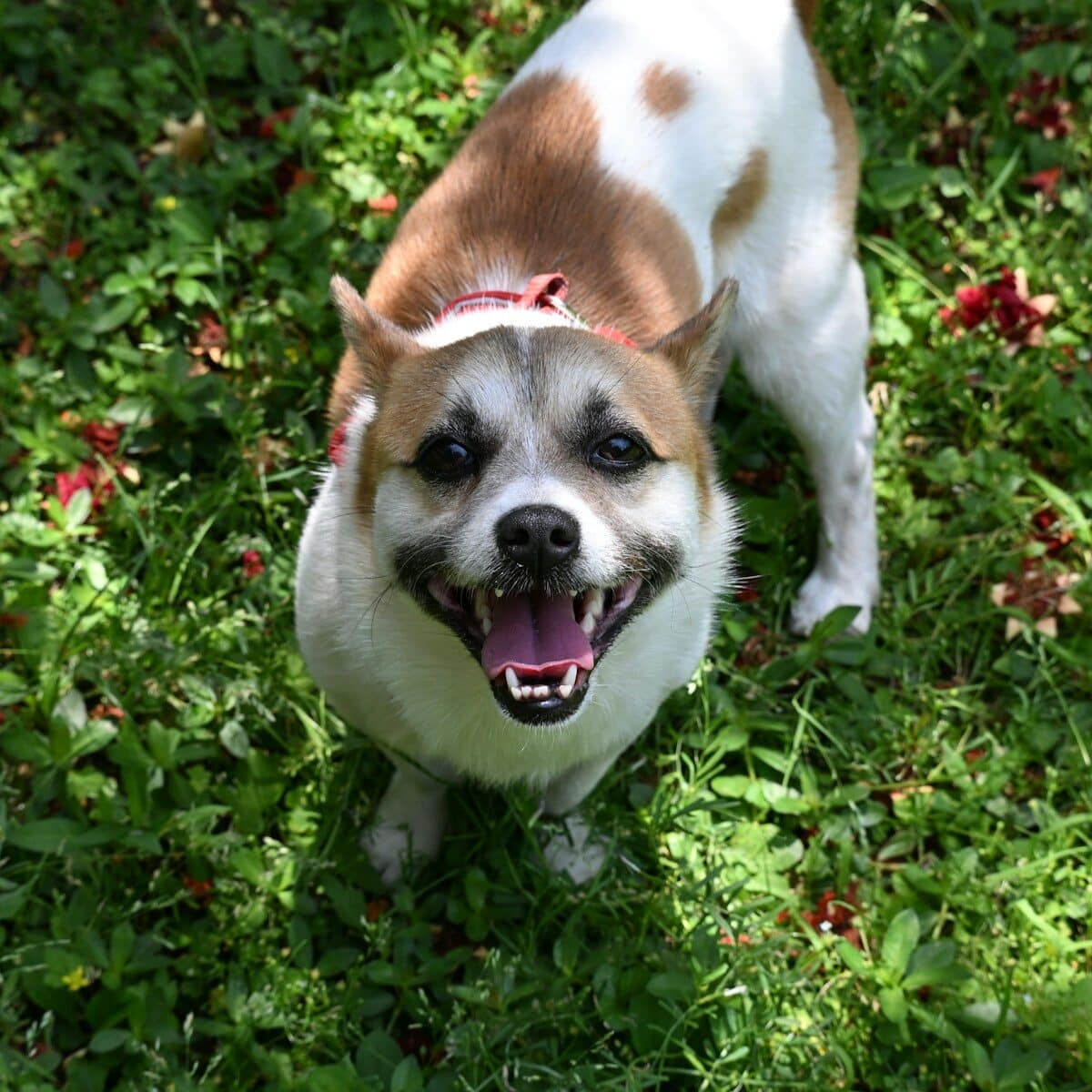A happy dog stands in green grass with red flowers.