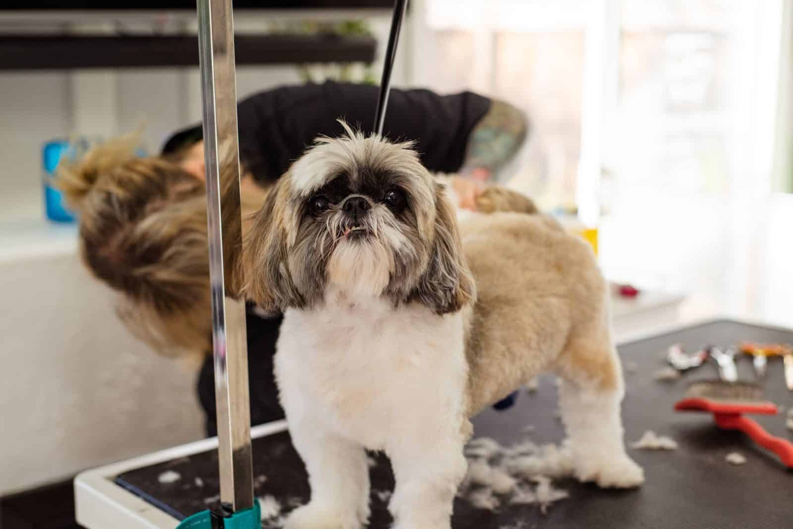 Shih Tzu getting a professional grooming session
