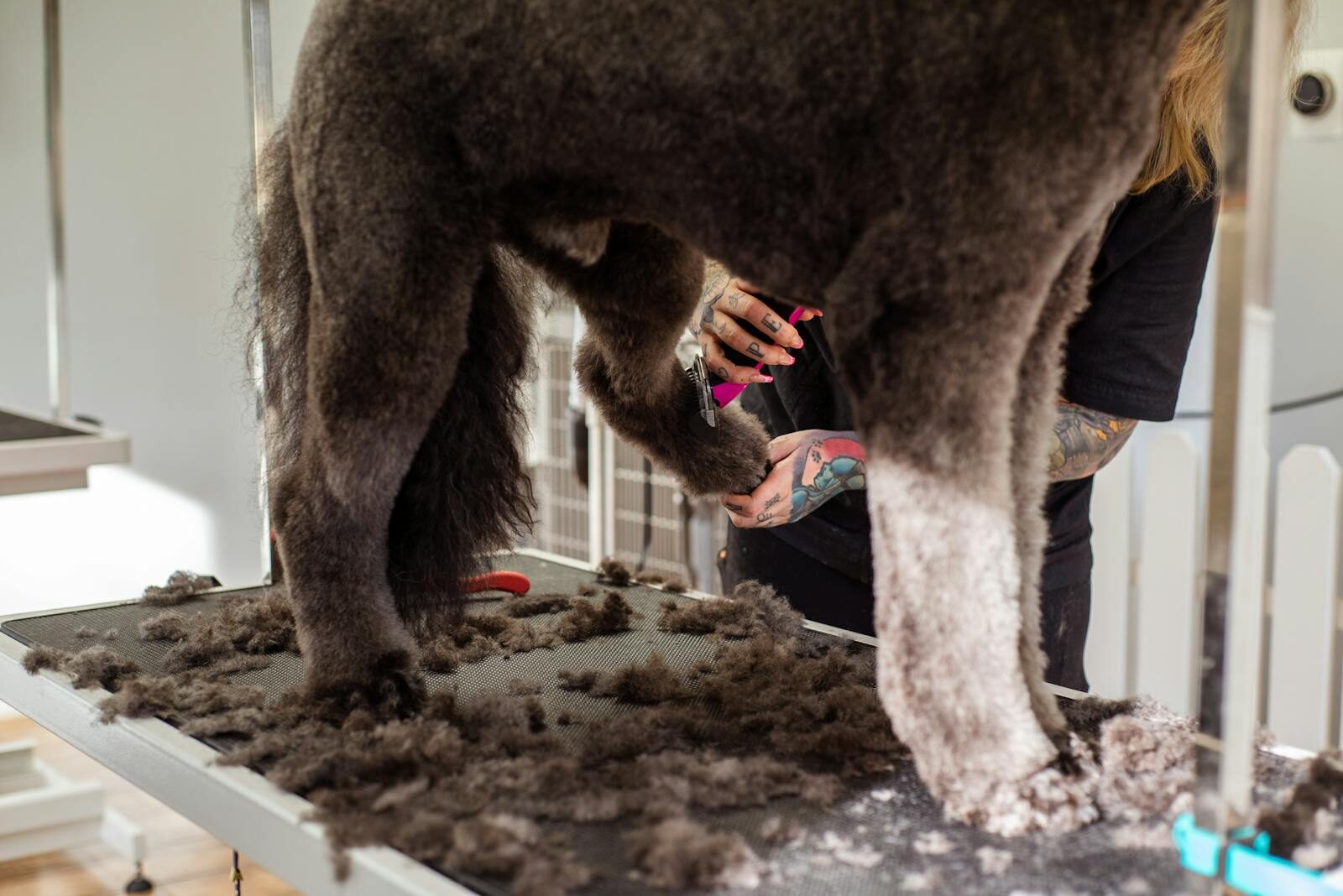 Groomer clipping a dog's coat
