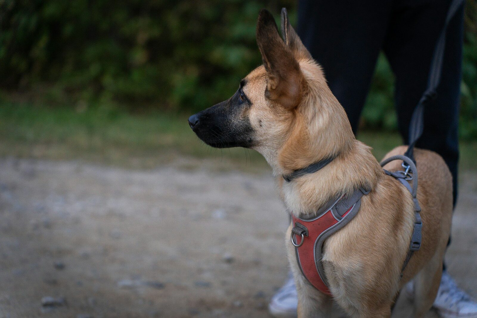 a brown and black dog standing on top of a dirt road