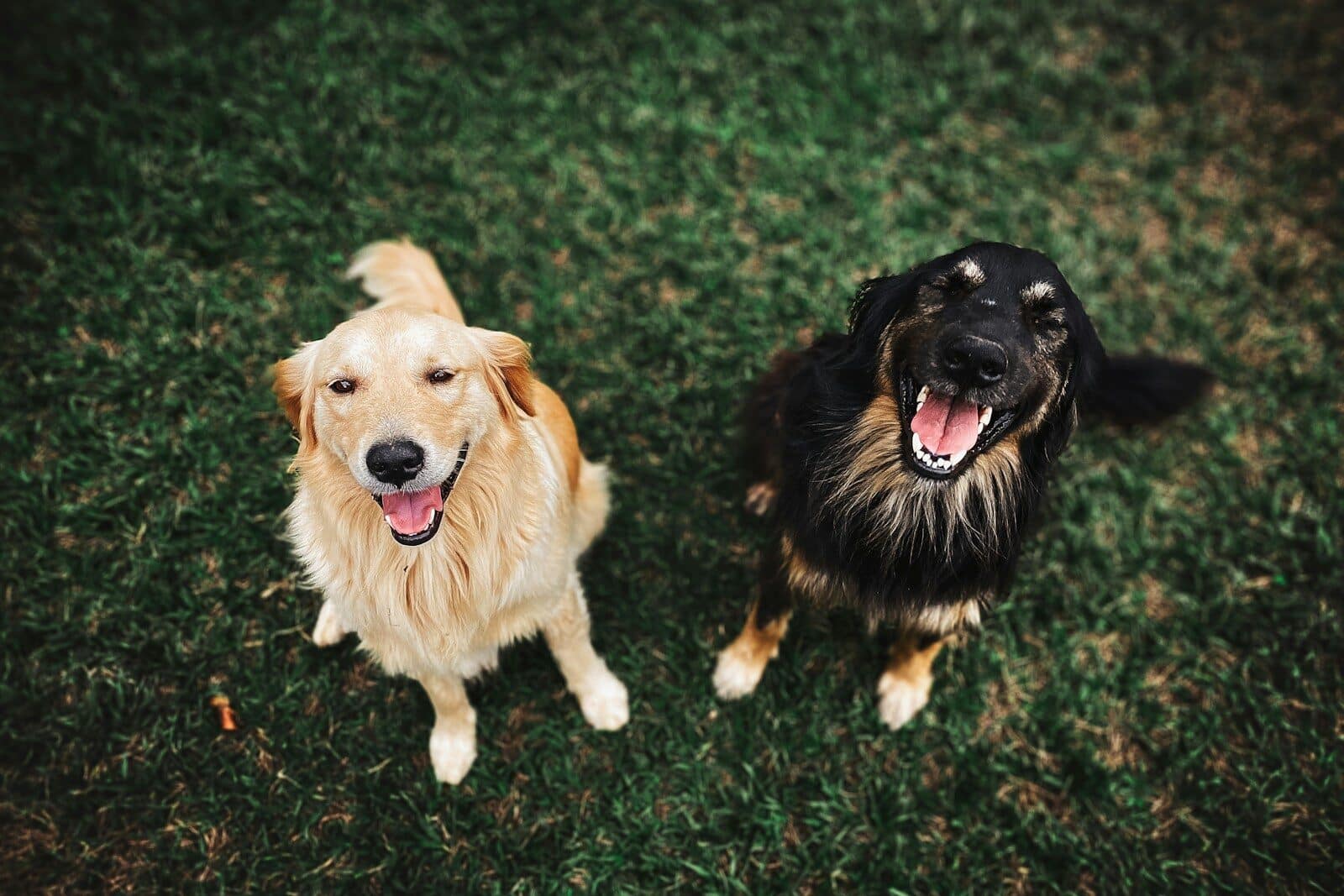 dog training in arlington virginia