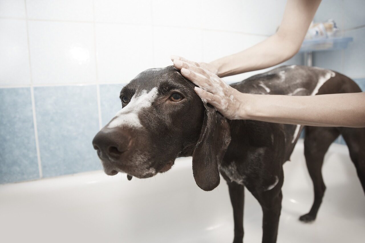 dog, shower, grooming, animal, clean, bath, pet, dog bath