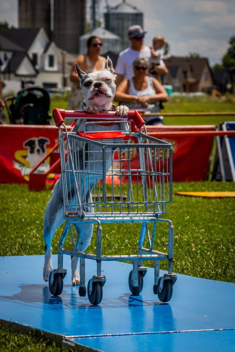 Playful dog stands in a shopping cart during a lively outdoor event, entertaining the audience.