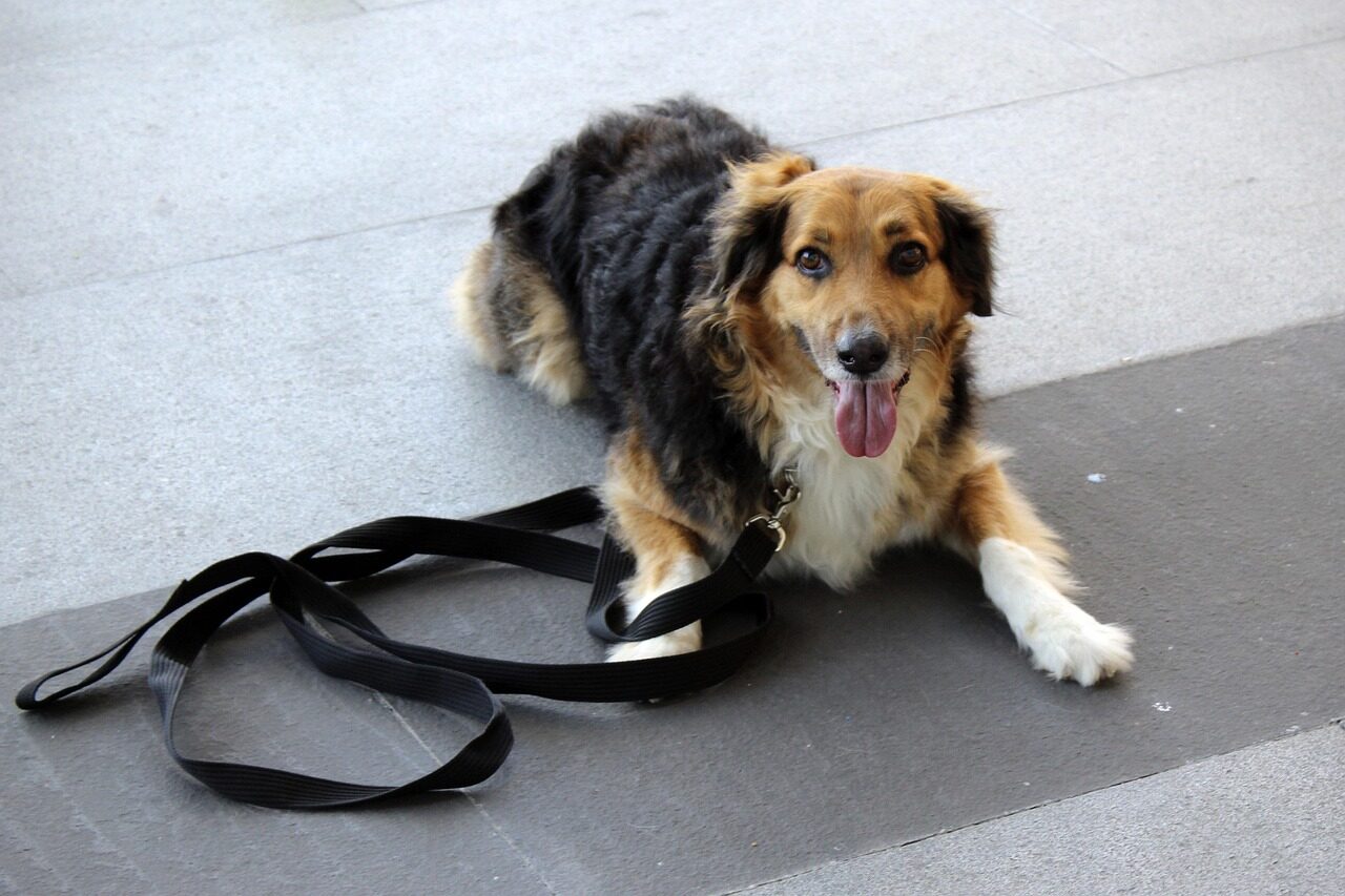 dog trainer in arlington