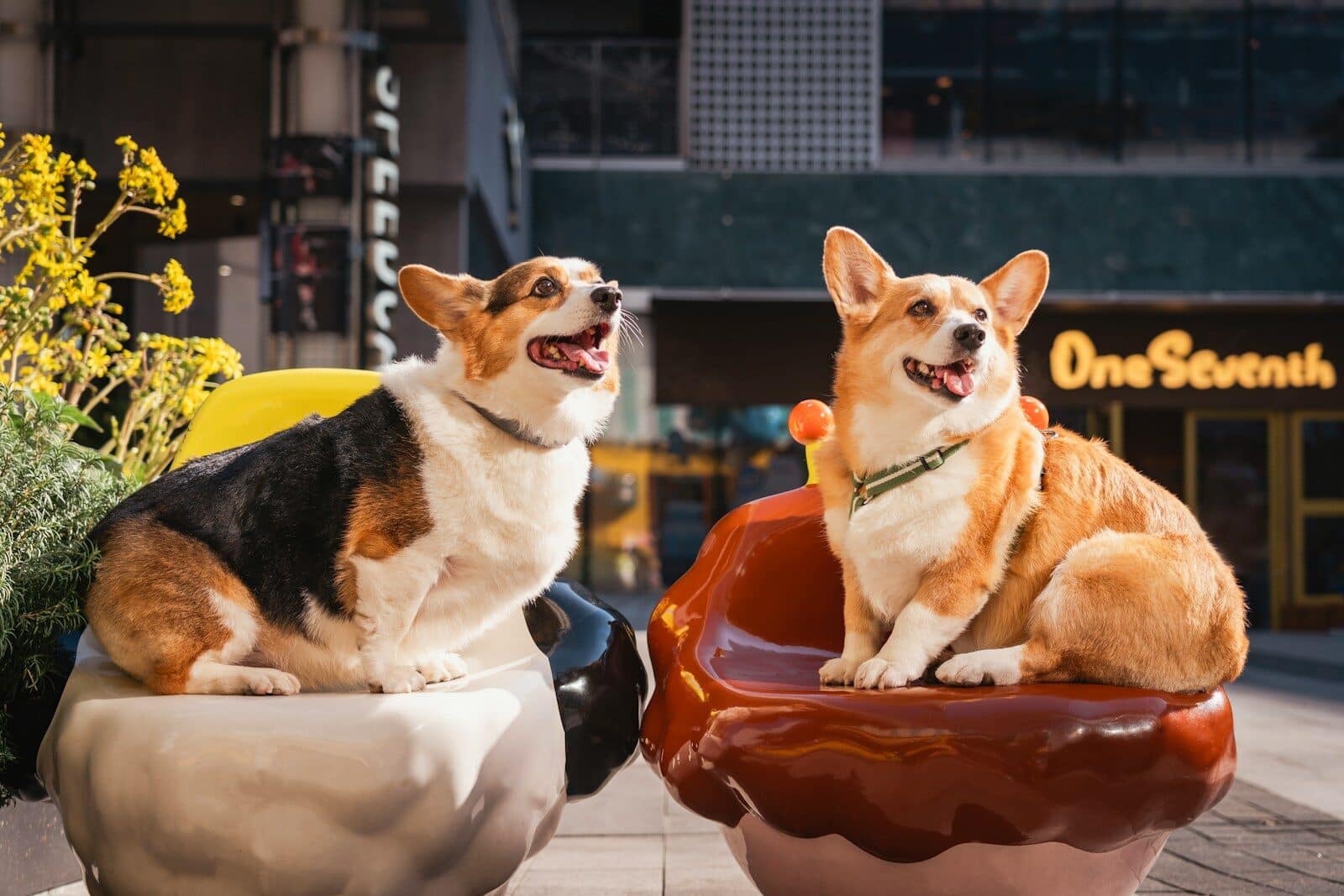 Dog Friendly Restaurants In Virginia For Active Dogs And Social Pups