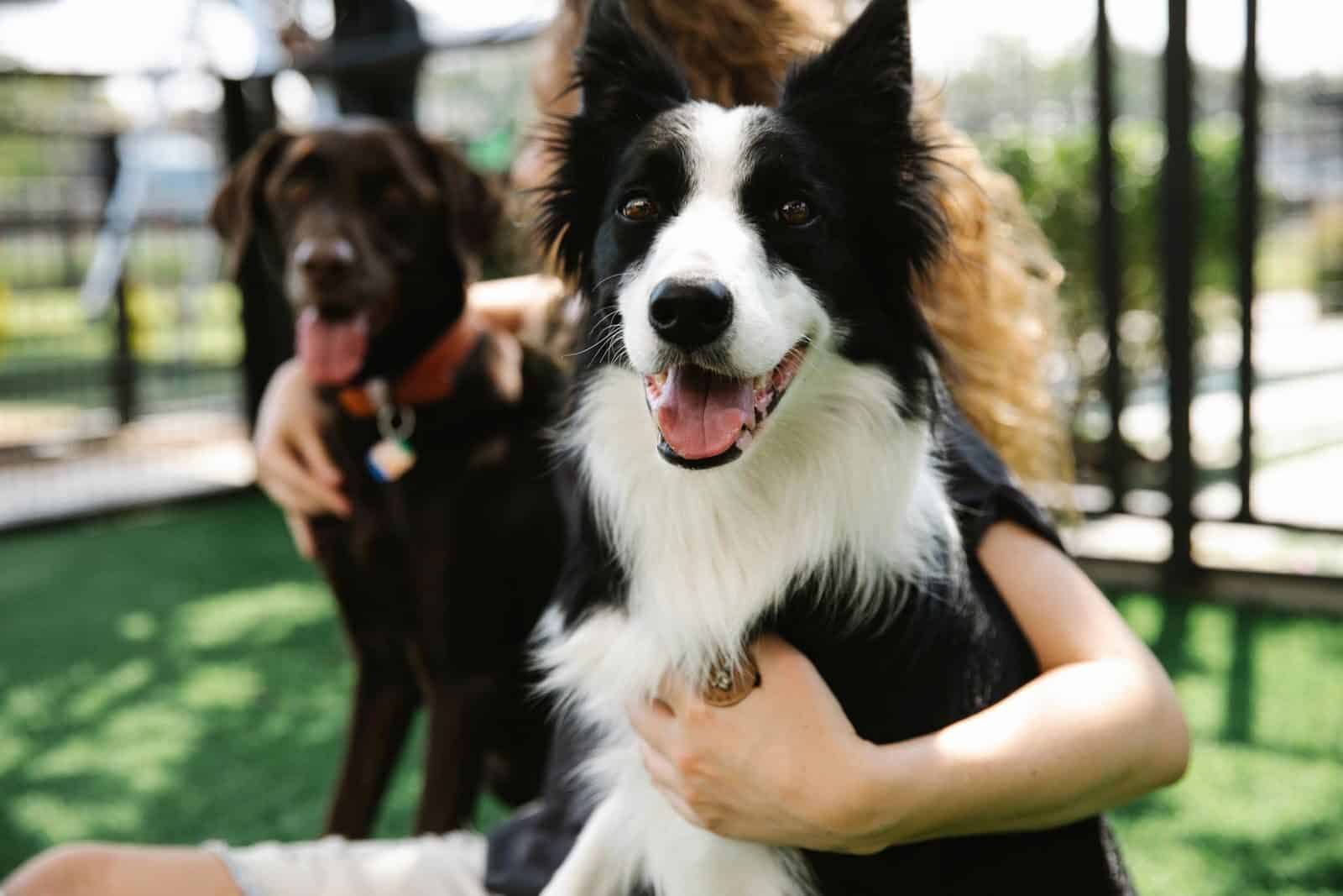 dog daycare