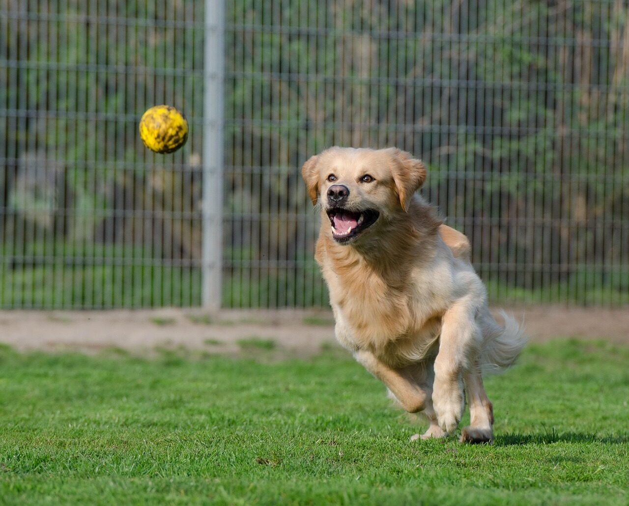 golden retriever, animal shelter, dog boarding, animal boarding, purebred dog, dog runs after ball, on ball hunting, motion recording, meadow, spout, enclosure, dog on ball hunt, dog plays, fetch ball, golden retriever, golden retriever, golden retriever, golden retriever, golden retriever, animal shelter, dog boarding
