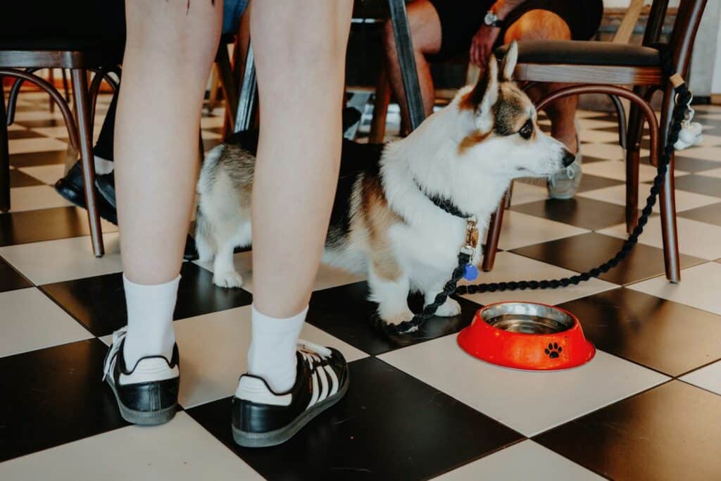 A corgi and its owner are in a cafe
