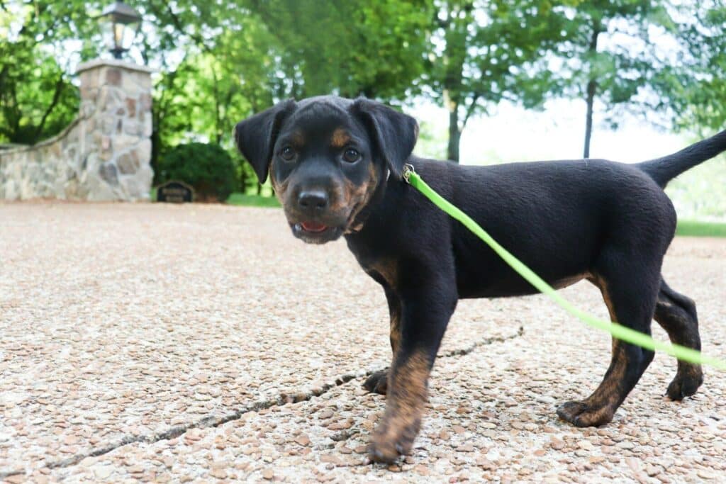 A small black and brown puppy on a green leash