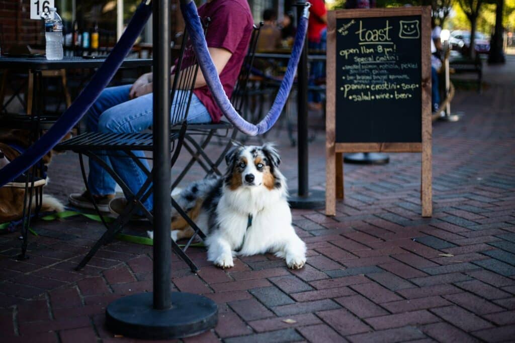 long-coated white and brown dog lying near person sitting on chair