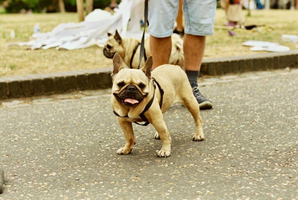 French bulldog on lead with second dog in park