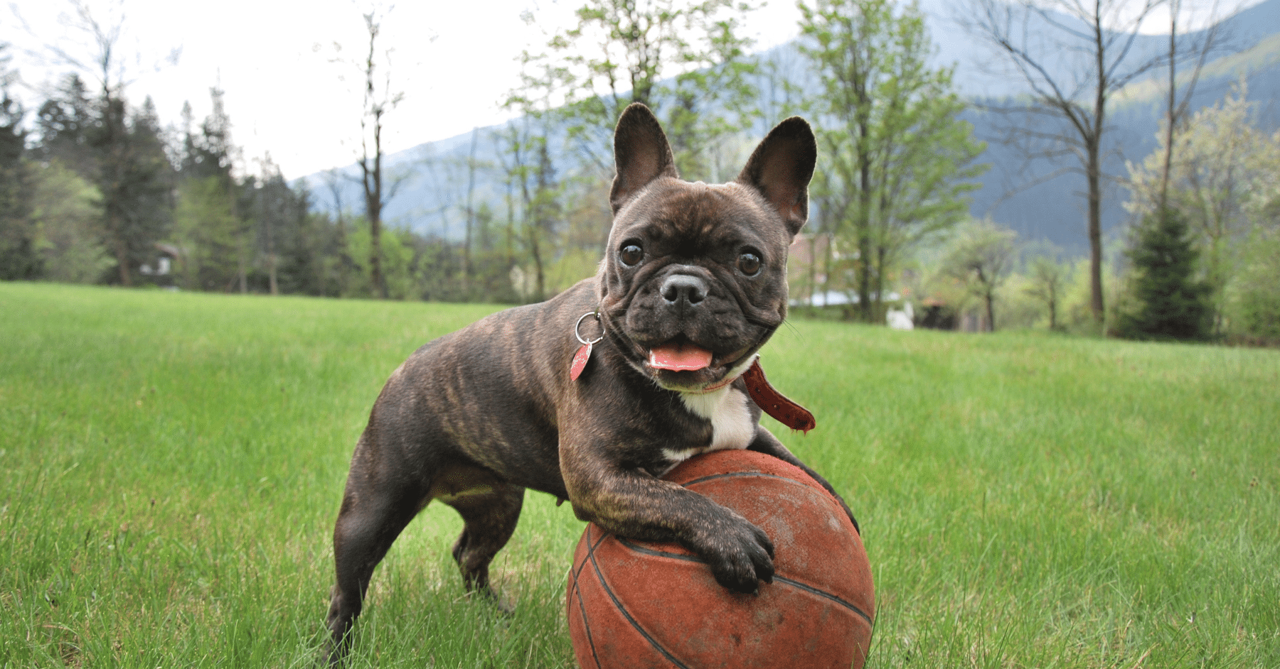 dog boarding