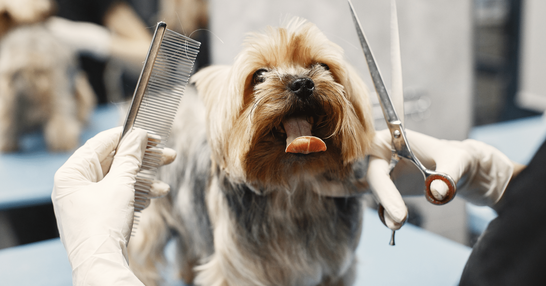 dog grooming