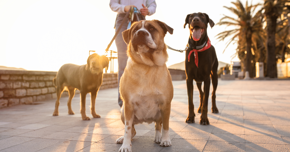 Three dogs being walked on a sidewalk