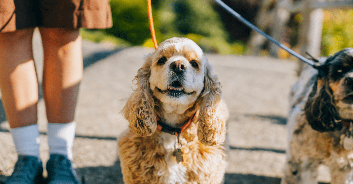dog walkers in arlington