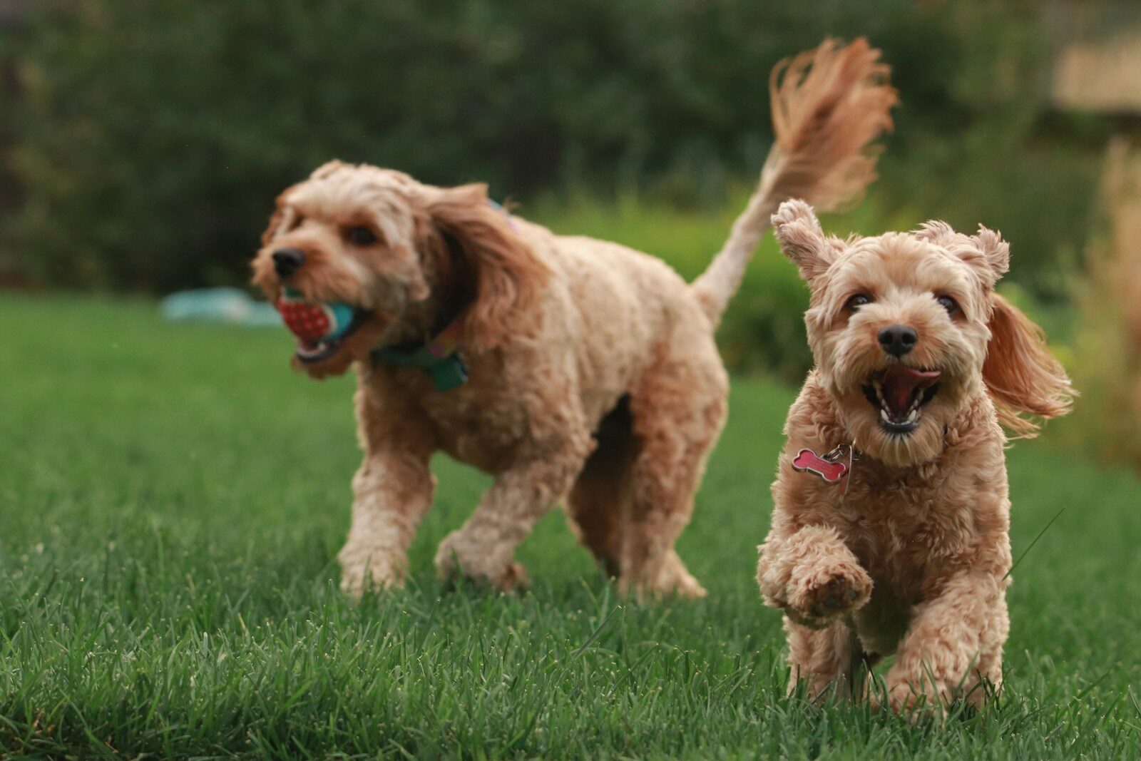 DOG DAYCARE