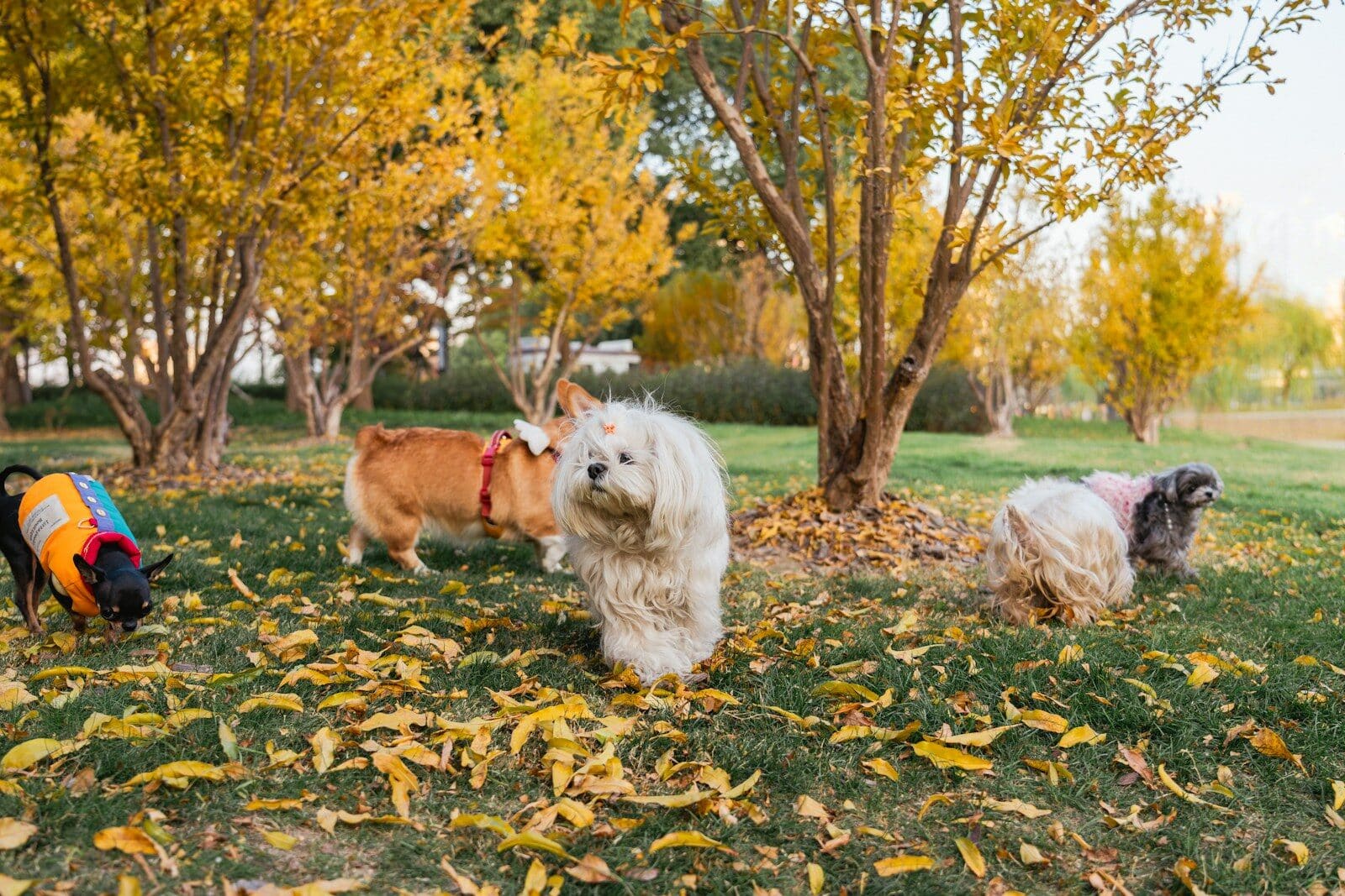 dog walking services
