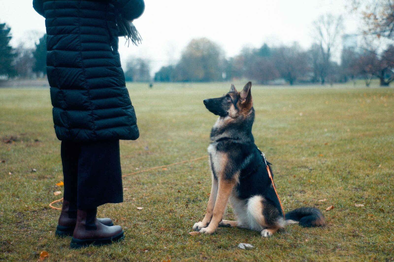 dog sitting for owner