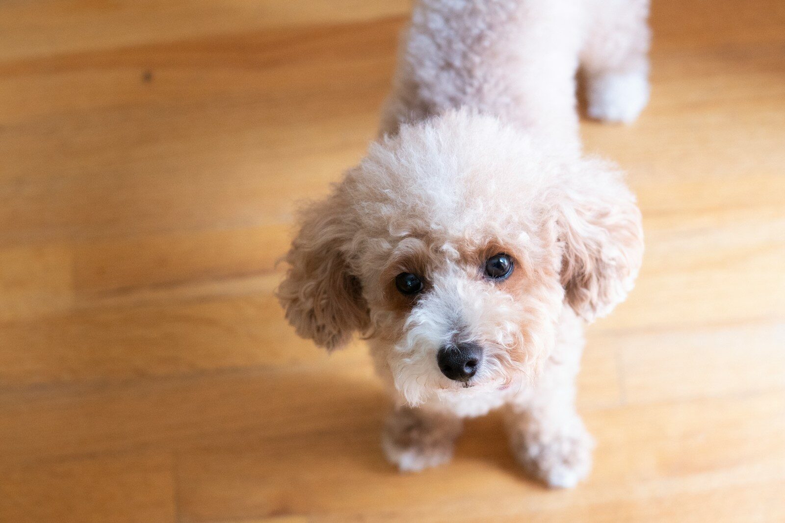 dog nail trimming