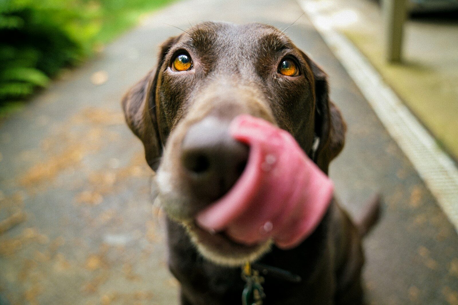 dog licking lips and nose