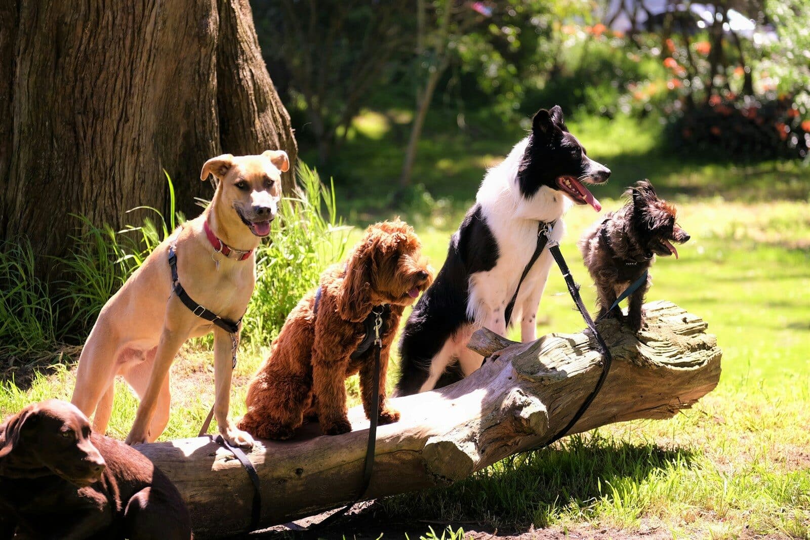 dog walker