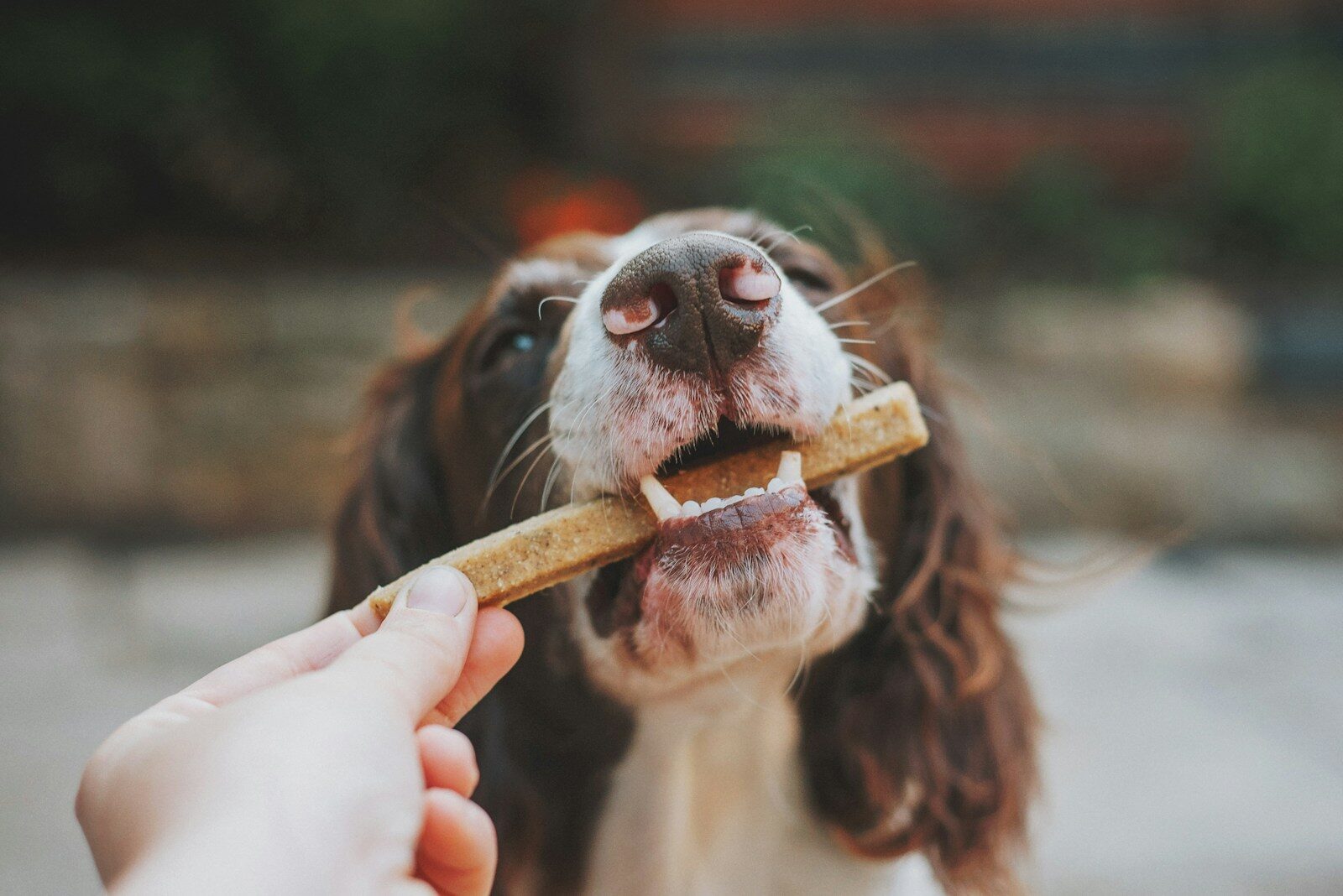 dog with treat in mouth