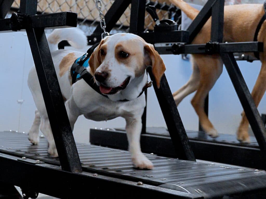 dog treadmill