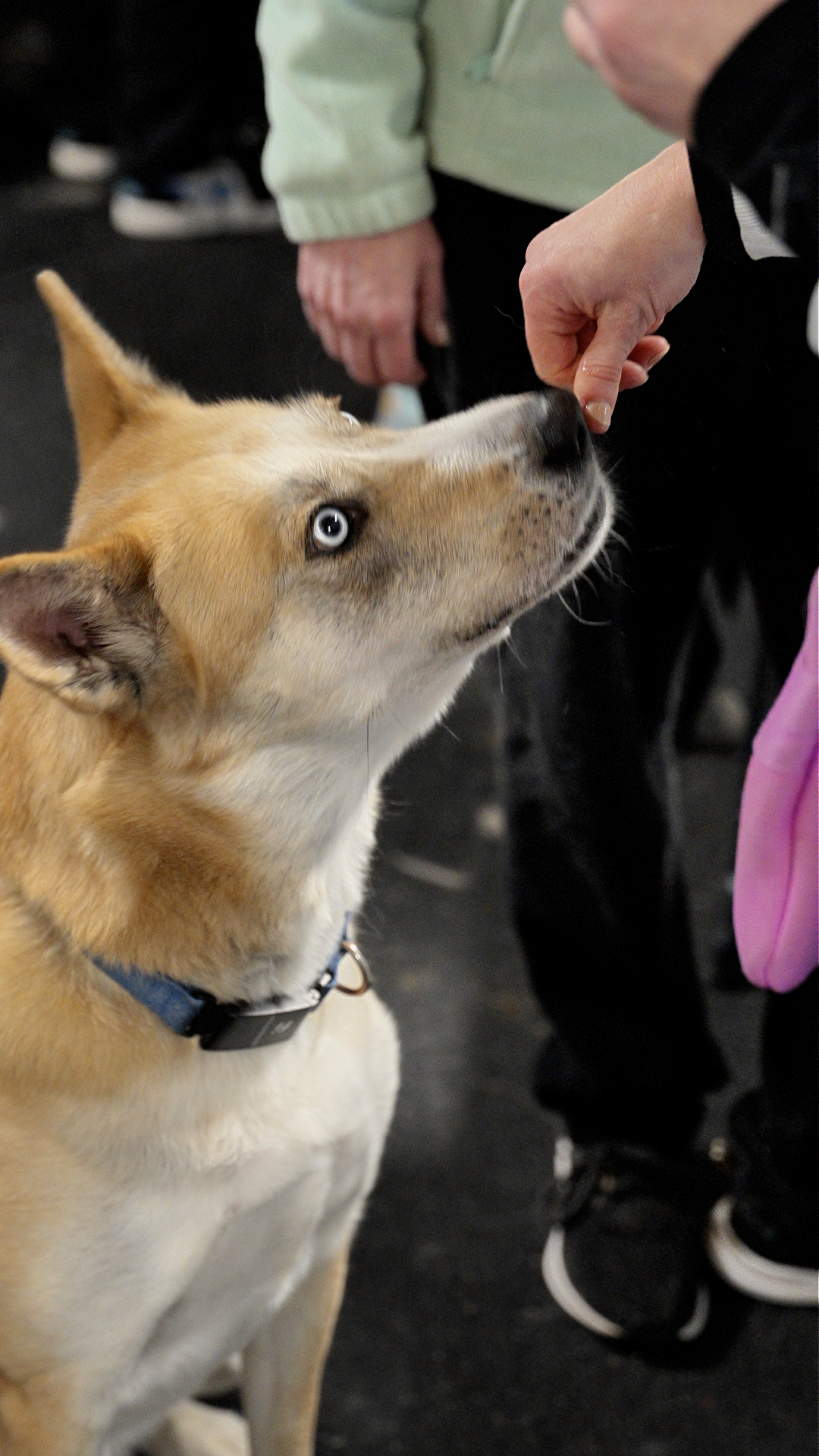 UCG Folder photo of dog smelling treat