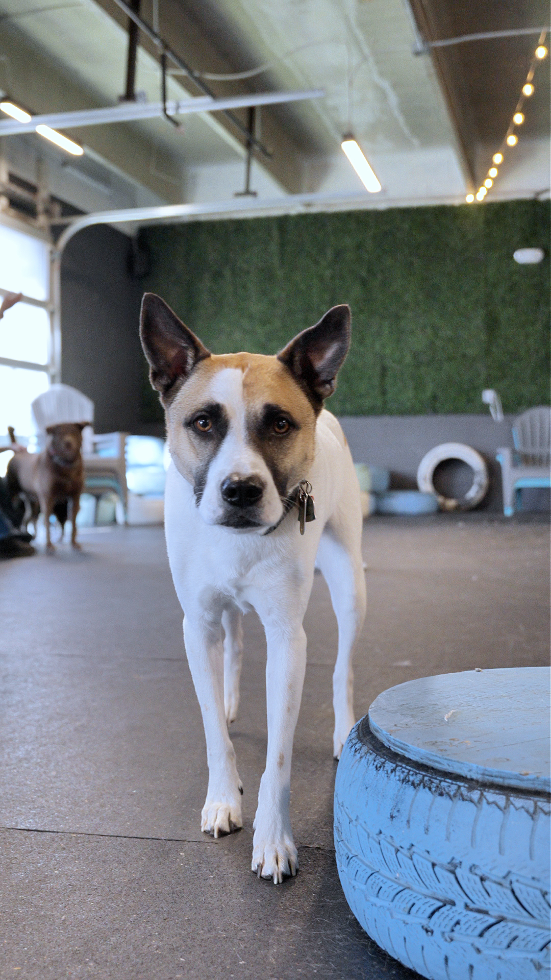 Canine Cardio UCG