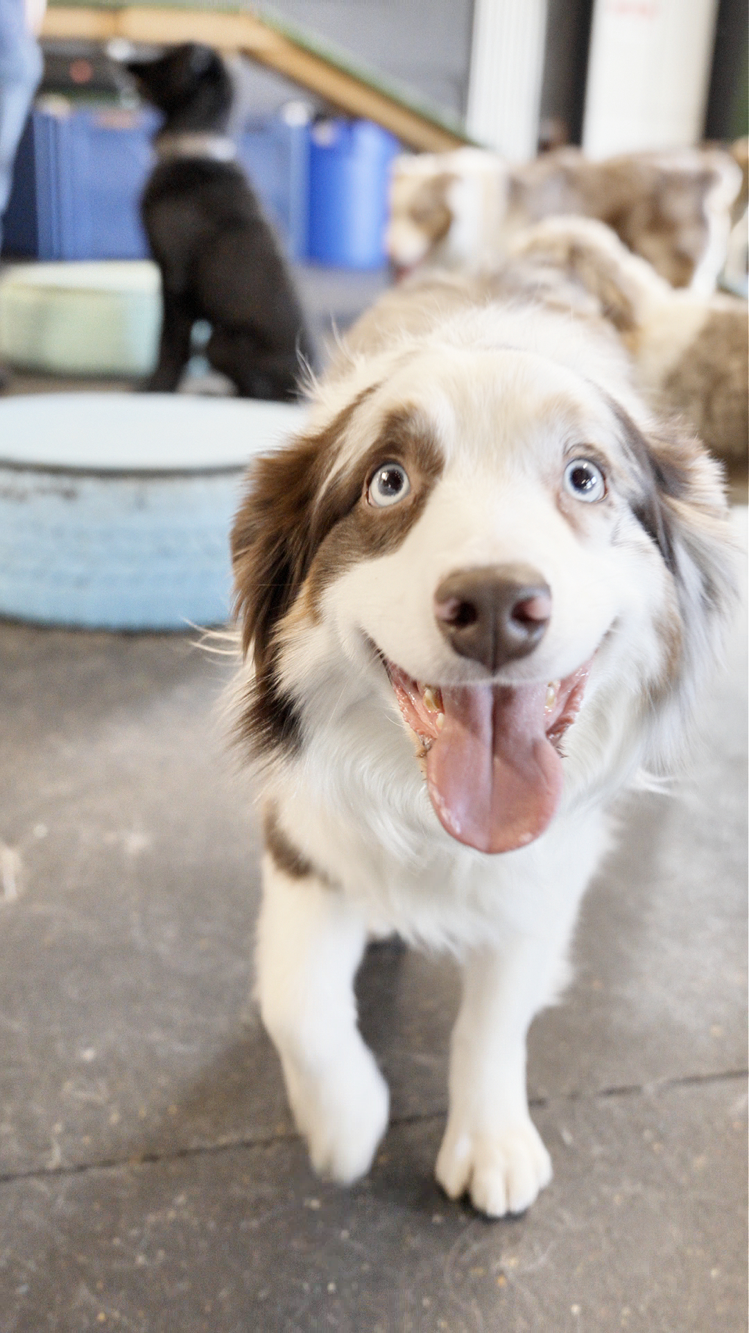 Puppy with tongue out- UCG Folder